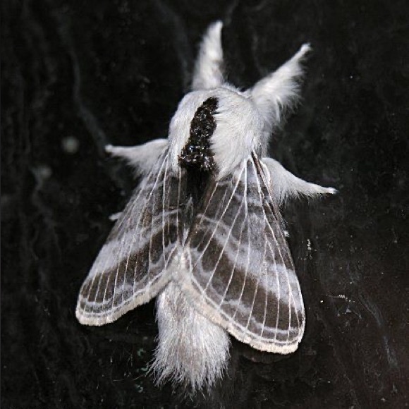 mothxdust